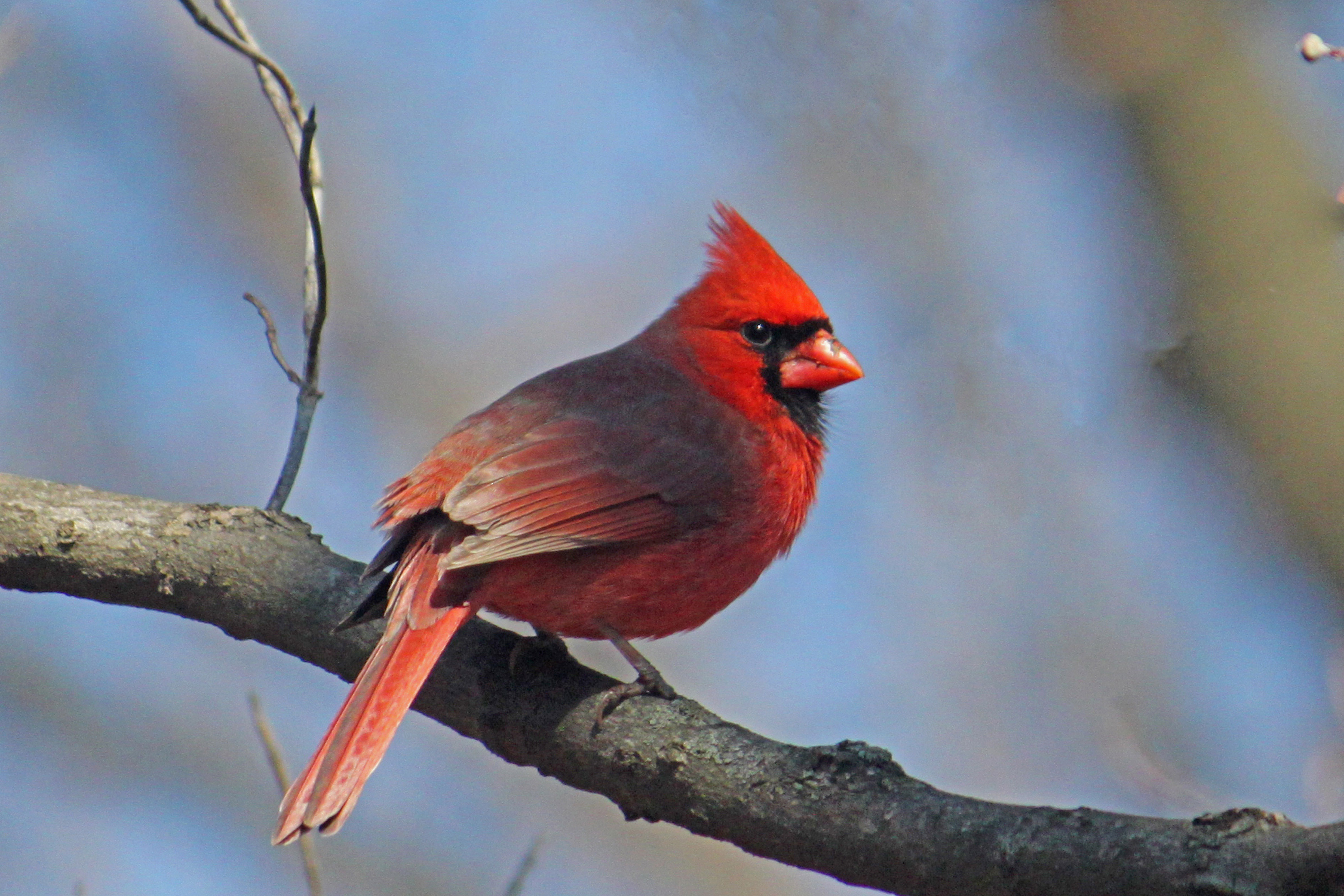 All About Birds Northern Cardinal