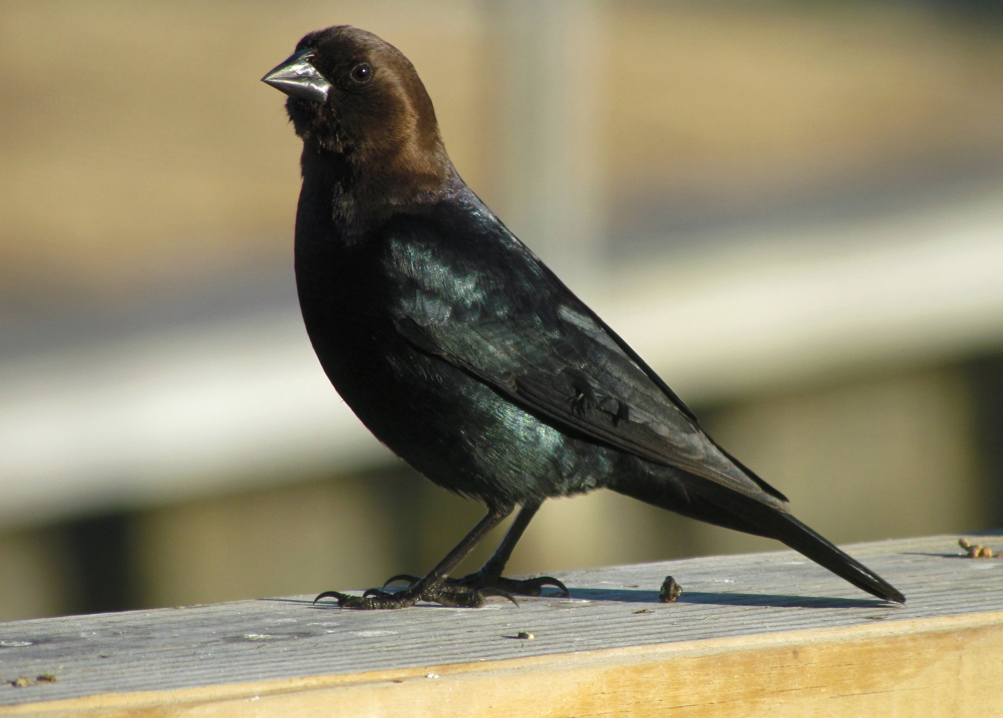 All About Birds Brownheaded Cowbird