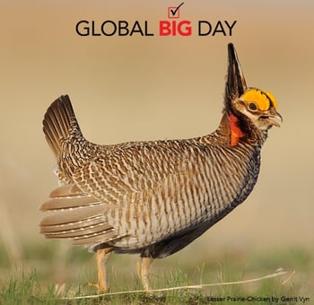 cornell-lab-global-big-day-2016-sounds-cover.jpg
