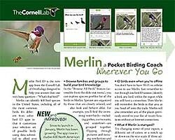 Cornell_Lab_Merlin-App-Tips_preview