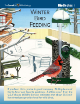 BirdNote01  Winter Bird Feeding  color image resized 162