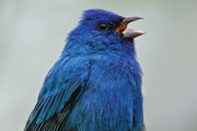 IndigoBunting AndyJohnson