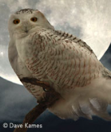 snowy owl land resized 162