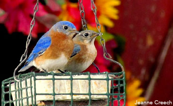 Eastern Bluebirds by Jeanne Creech