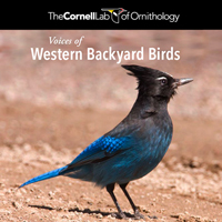 WesternBackyardCover