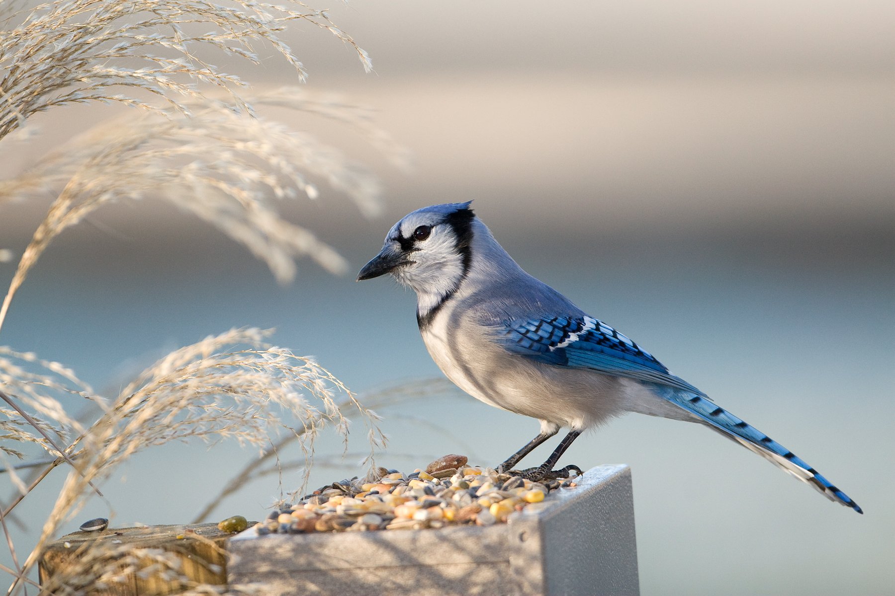 Blue_Jay_Katya_Porter