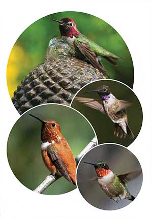 hummingbirds-1