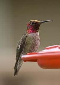 Ruby-throated Hummingbird by Edd Deane