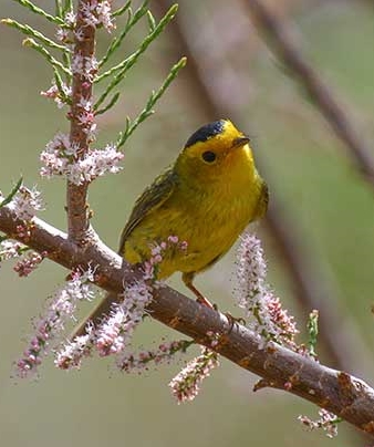Wilson's Warbler