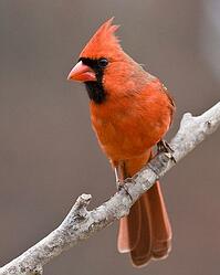 Northern Cardinal by Judy Howle