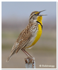 WesternMeadowlark