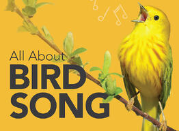 birdsong-blog-v2
