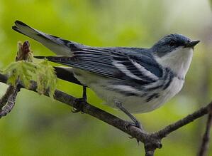 Cerulean Warbler by Christopher Wood