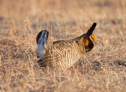 Greater Prairie-Chicken by Christopher Wood
