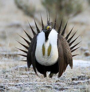Greater Sage-Grouse © Cornell Lab of Ornithology