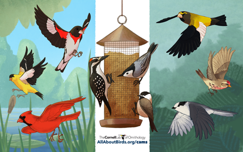 Download your FeederWatch Cams Wallpaper Download your FeederWatch Cams Wallpaper