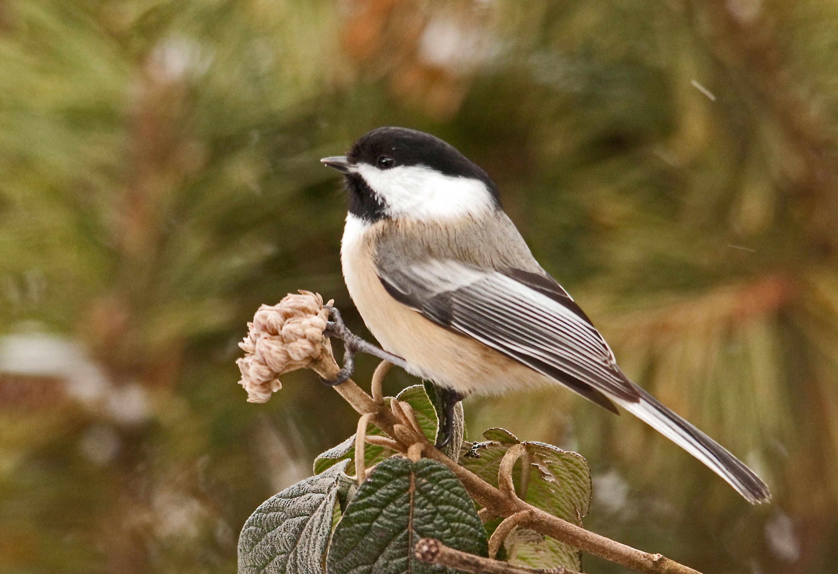 Blackcapped_Chickadee_on_Viburnum_Jerry_Acton_NY_2012