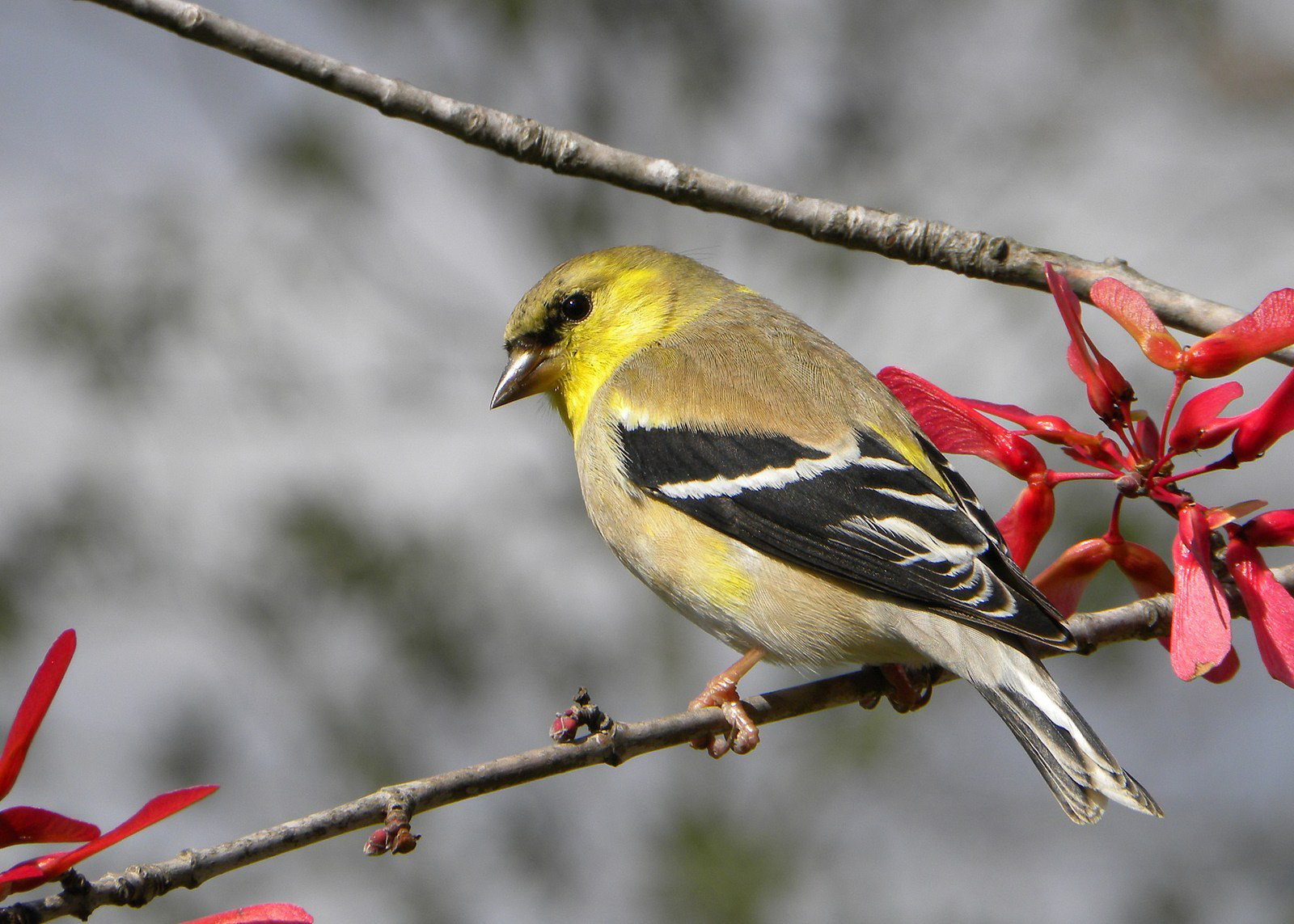 American_Goldfinch63_Pamela_Wertz_LA_2012