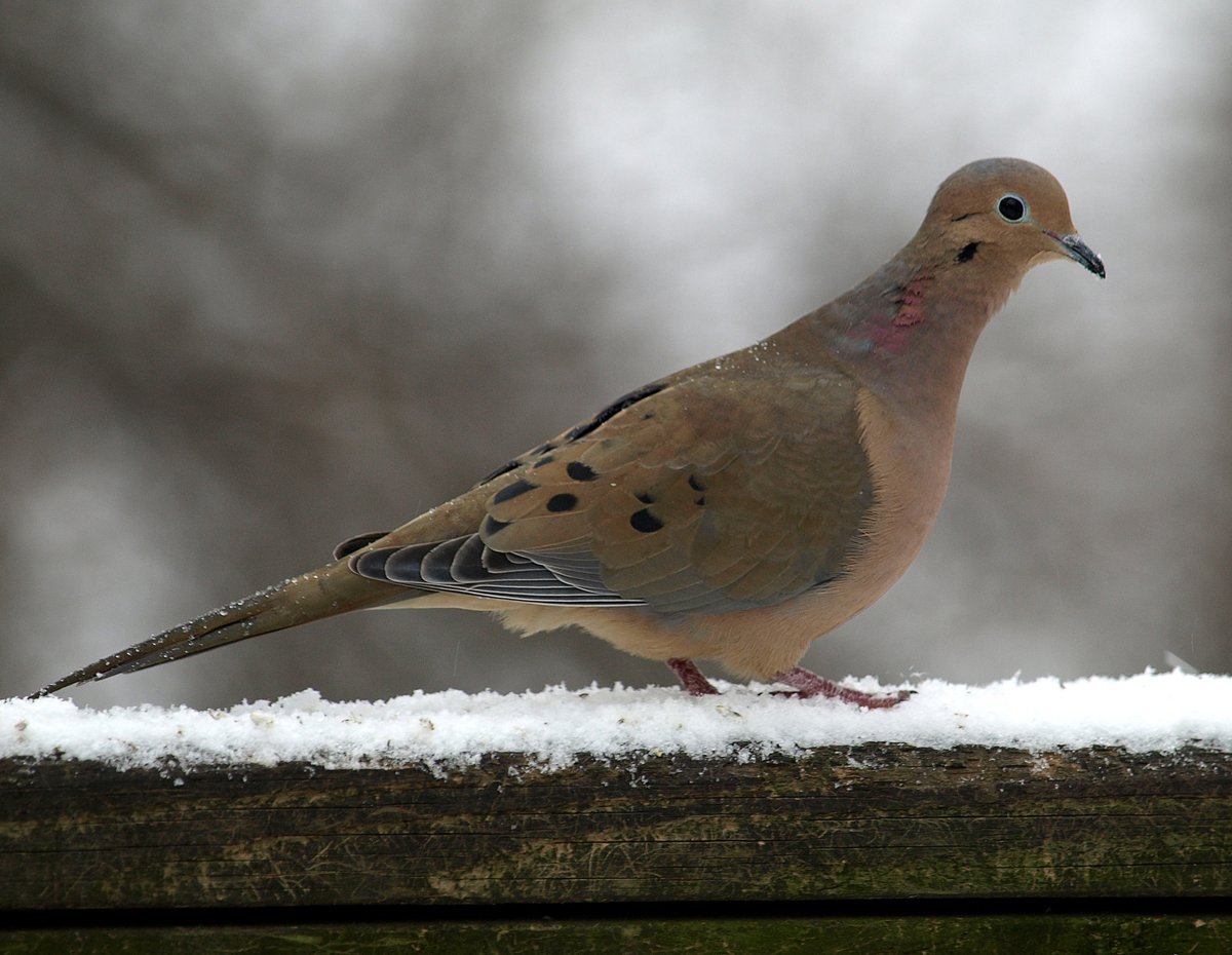 All About Birds Mourning Dove