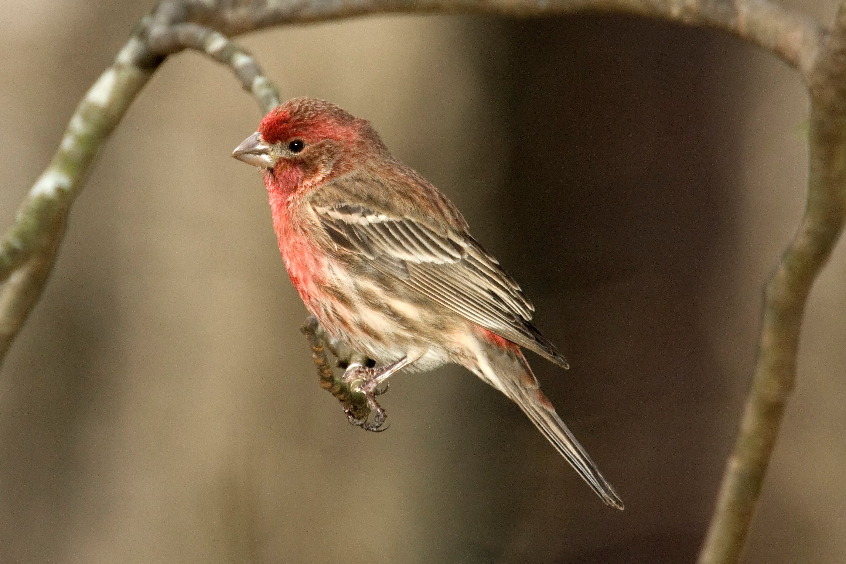 All About Birds: House Finch