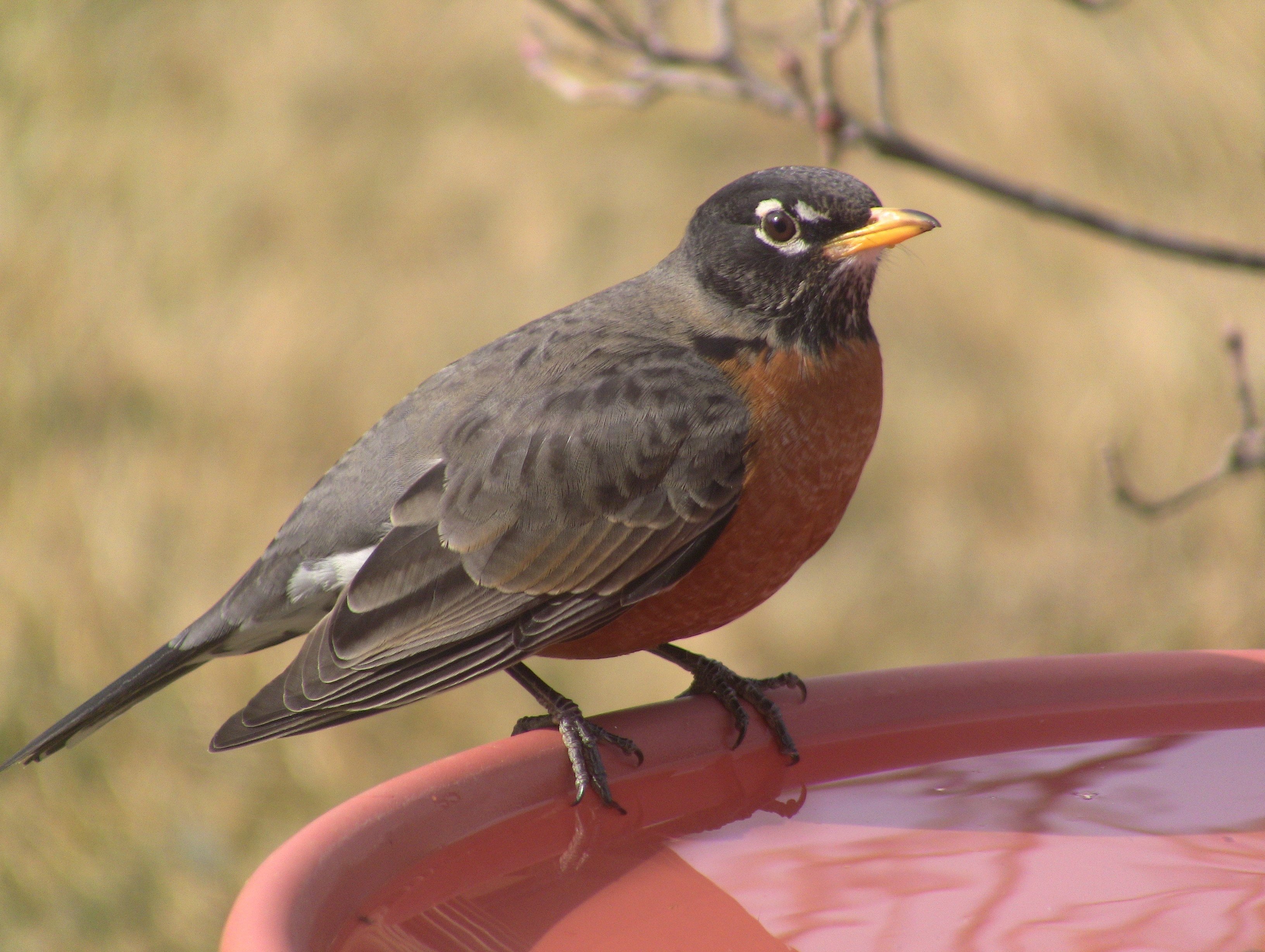 All About Birds: American Robin