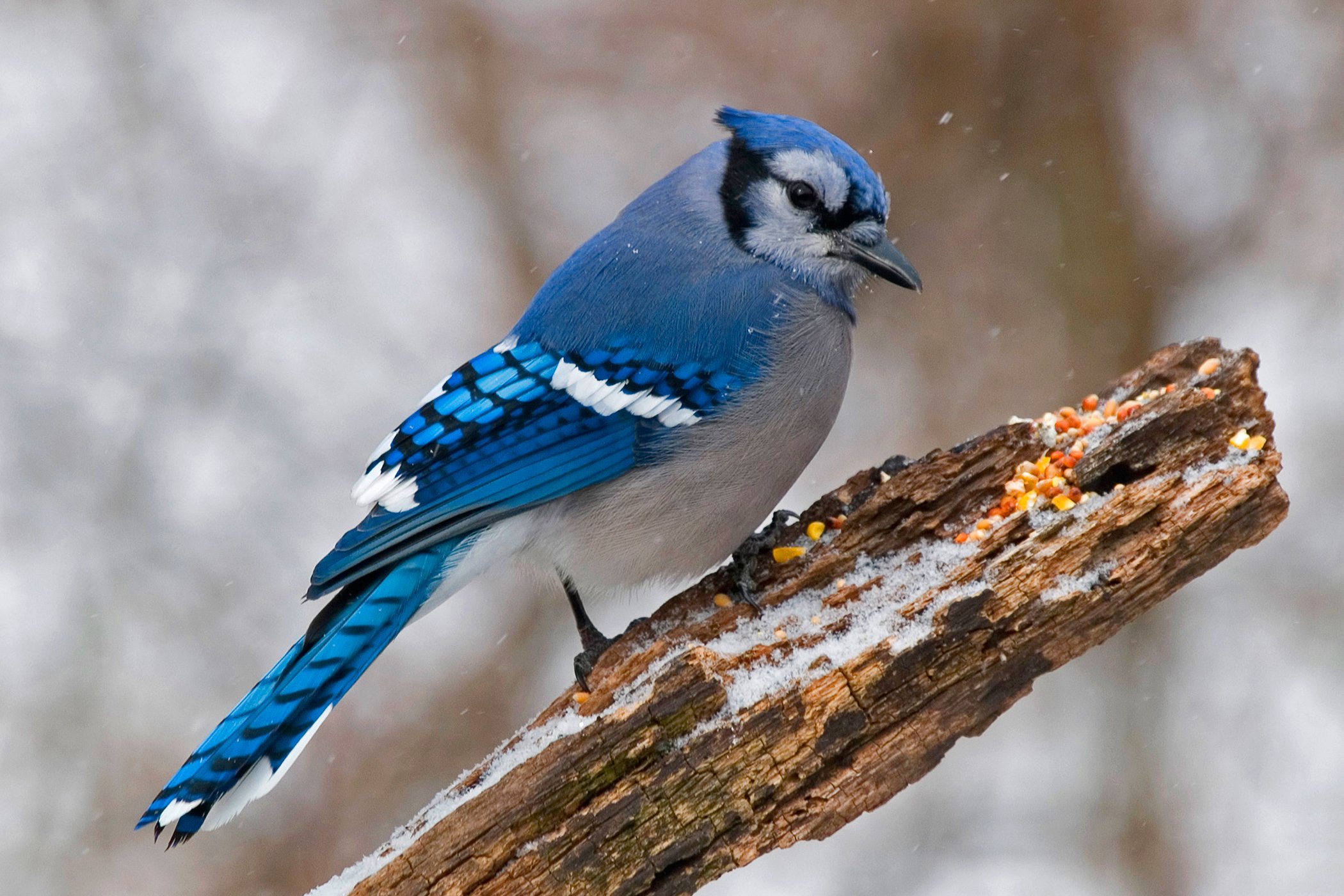 BLUJAY_2100x1400_Gary_Mueller