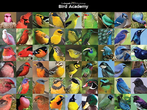 Cornell_Lab_of_Ornithology-Bird_rainbow-small