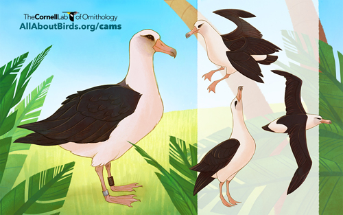 Download your Albatross Cam Wallpaper
