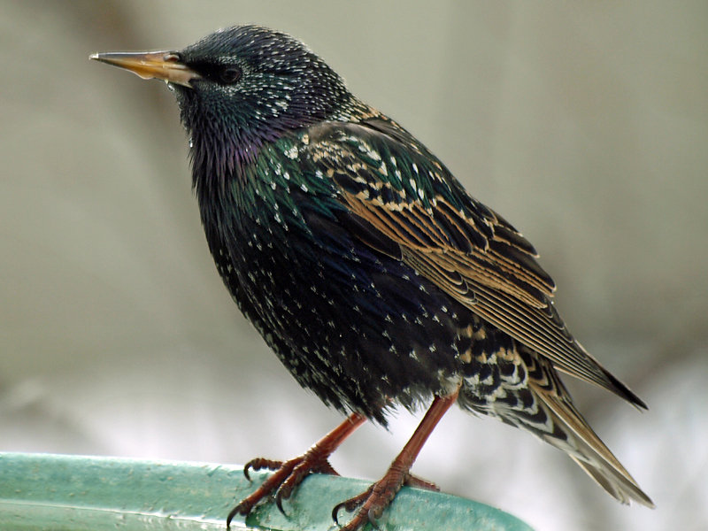 European_Starling__Carol_Foley_NY_2011-178-1
