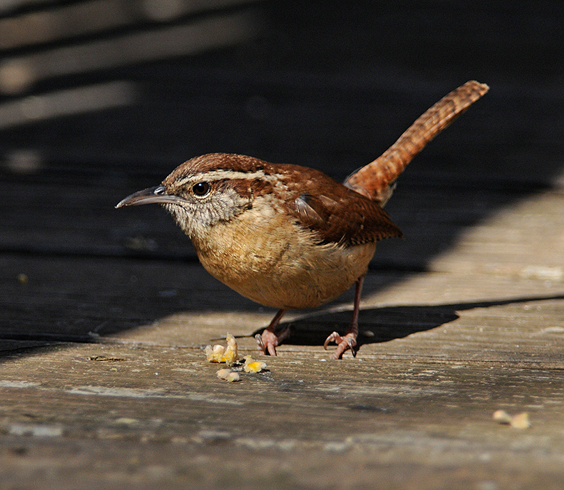 Carolina_Wren__Lew_Scharpf_AL_2011_763