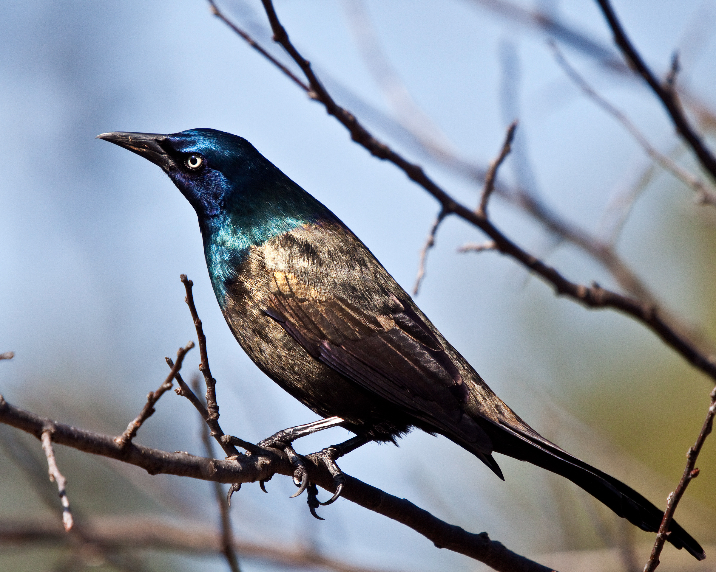 Common_Grackle4_Linda_Pizer_AR_2012