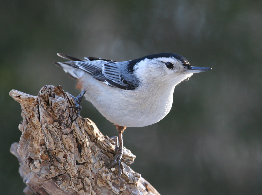 All About Birds: White-breasted Nuthatch