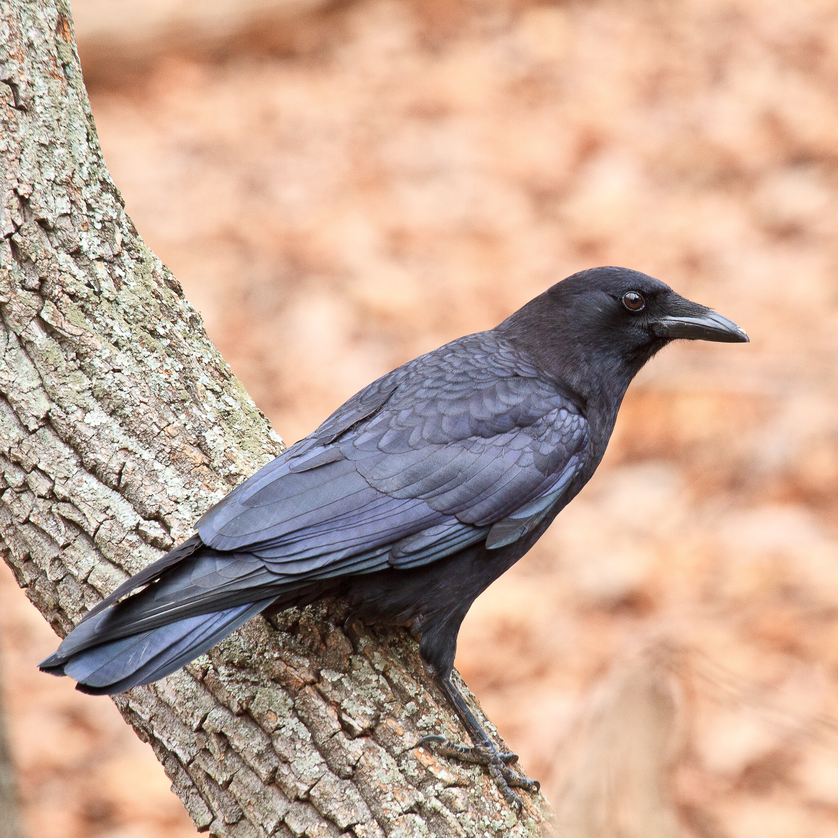 American_Crow5_Paul_Powers__GA_2012