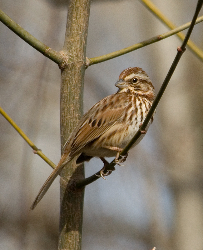 Song_Sparrow2_Martin_Wall_NC_n835_2011