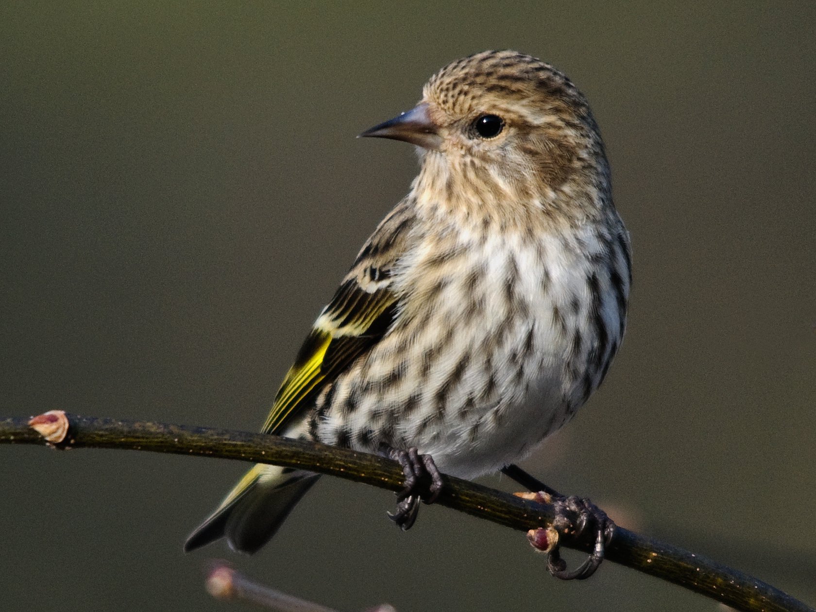 Pine_siskin__Kathleen_Bartels_DE_2011_716-1