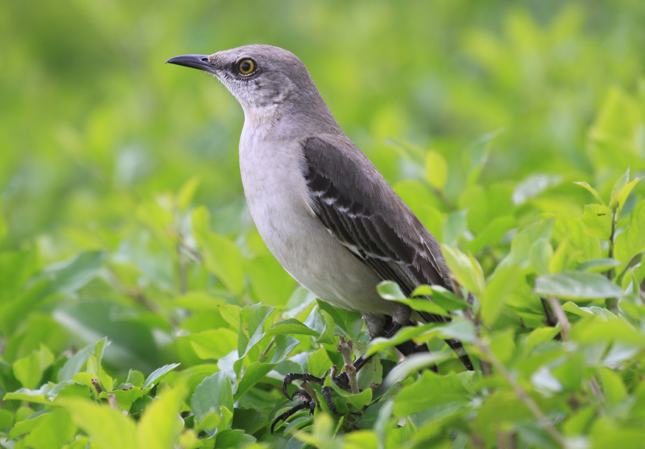 Mockingbird__Debbie_Hurlbert_FL_2011_358