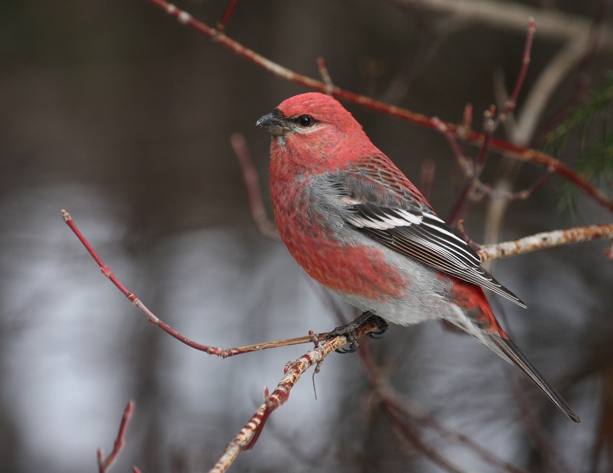 Pine_Grosbeak1_Bob_Shettler_Manitoba_2012