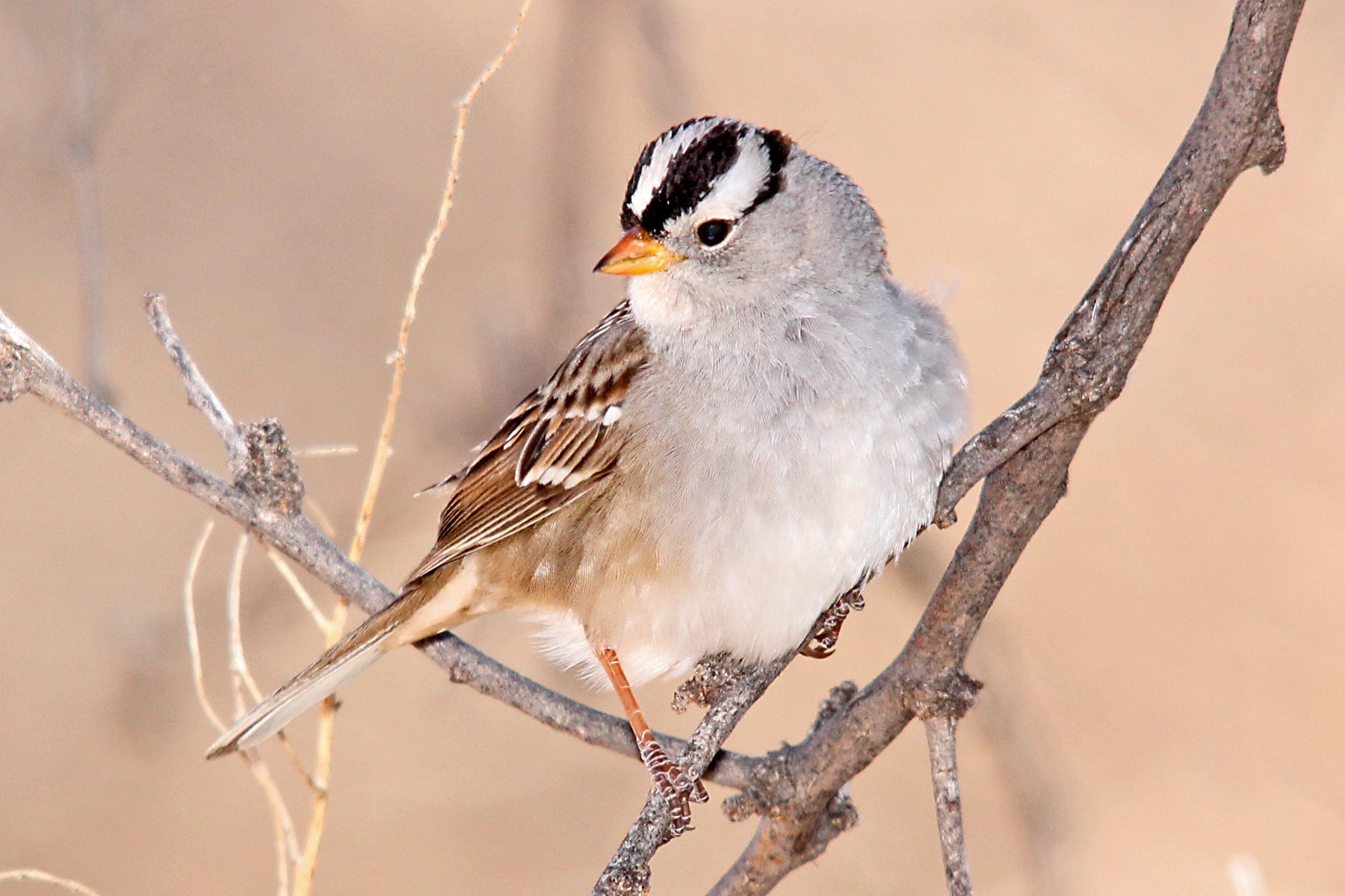 All About Birds: White-crowned Sparrow