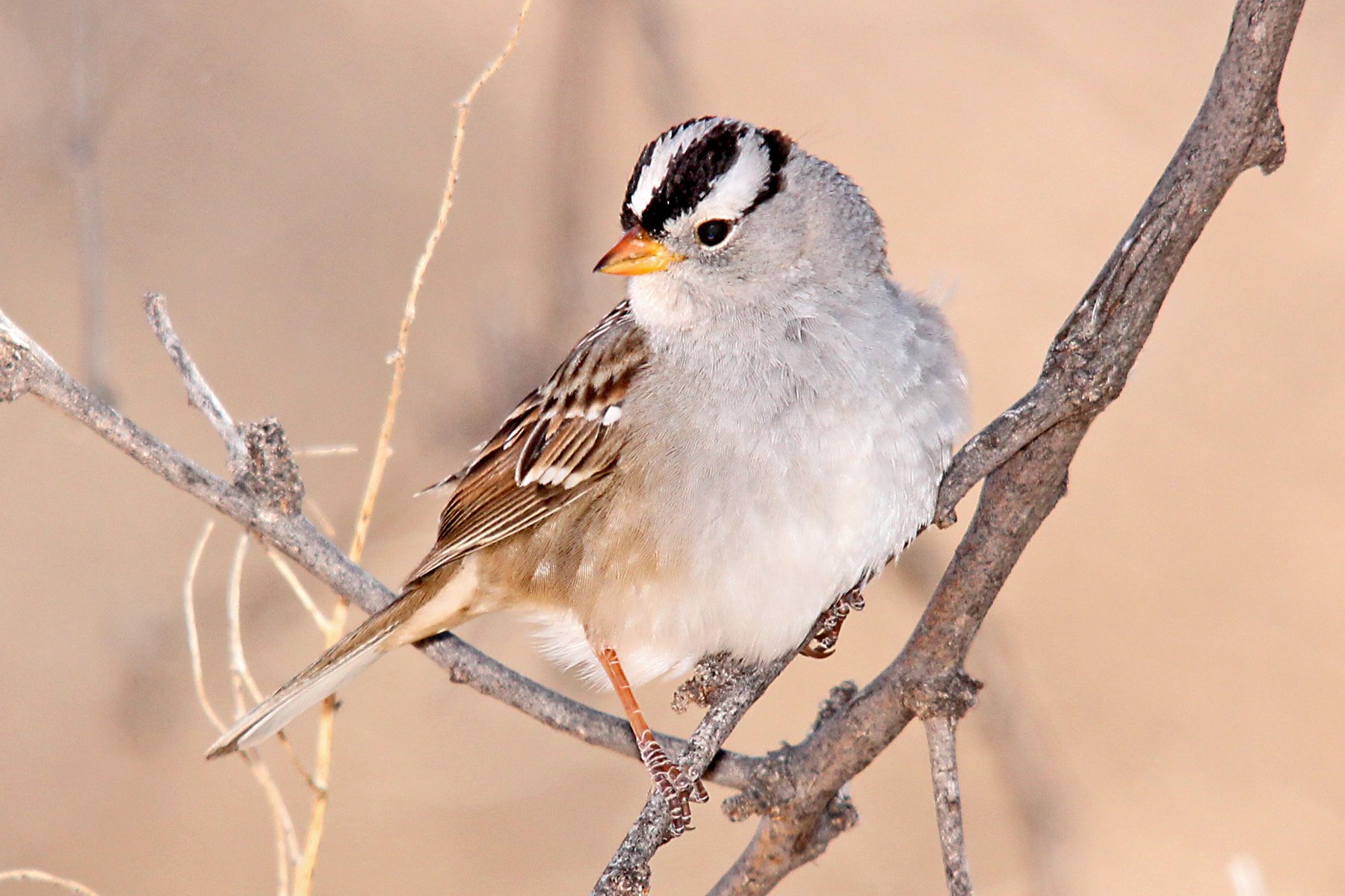 Whitecrowned_Sparrow7_Gary_Botello_AZ_2012
