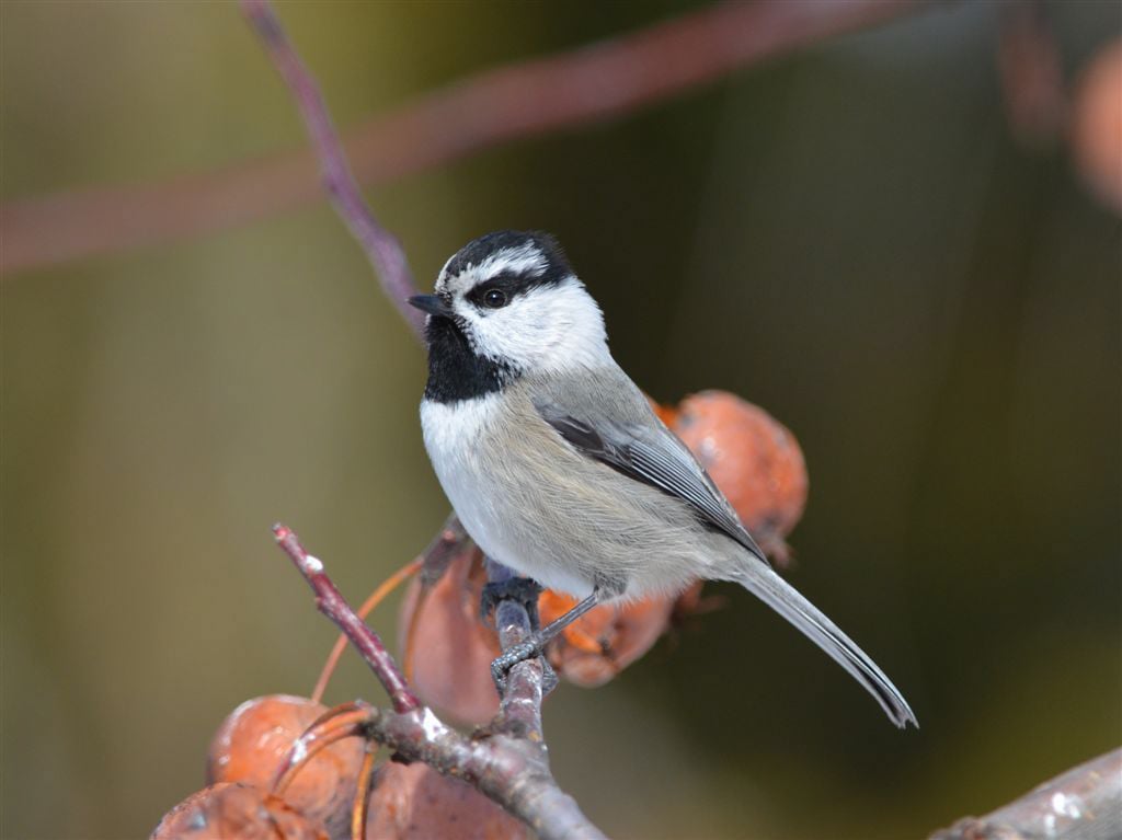 Mountain_Chickadee6_Dan_Garber_MT_2012