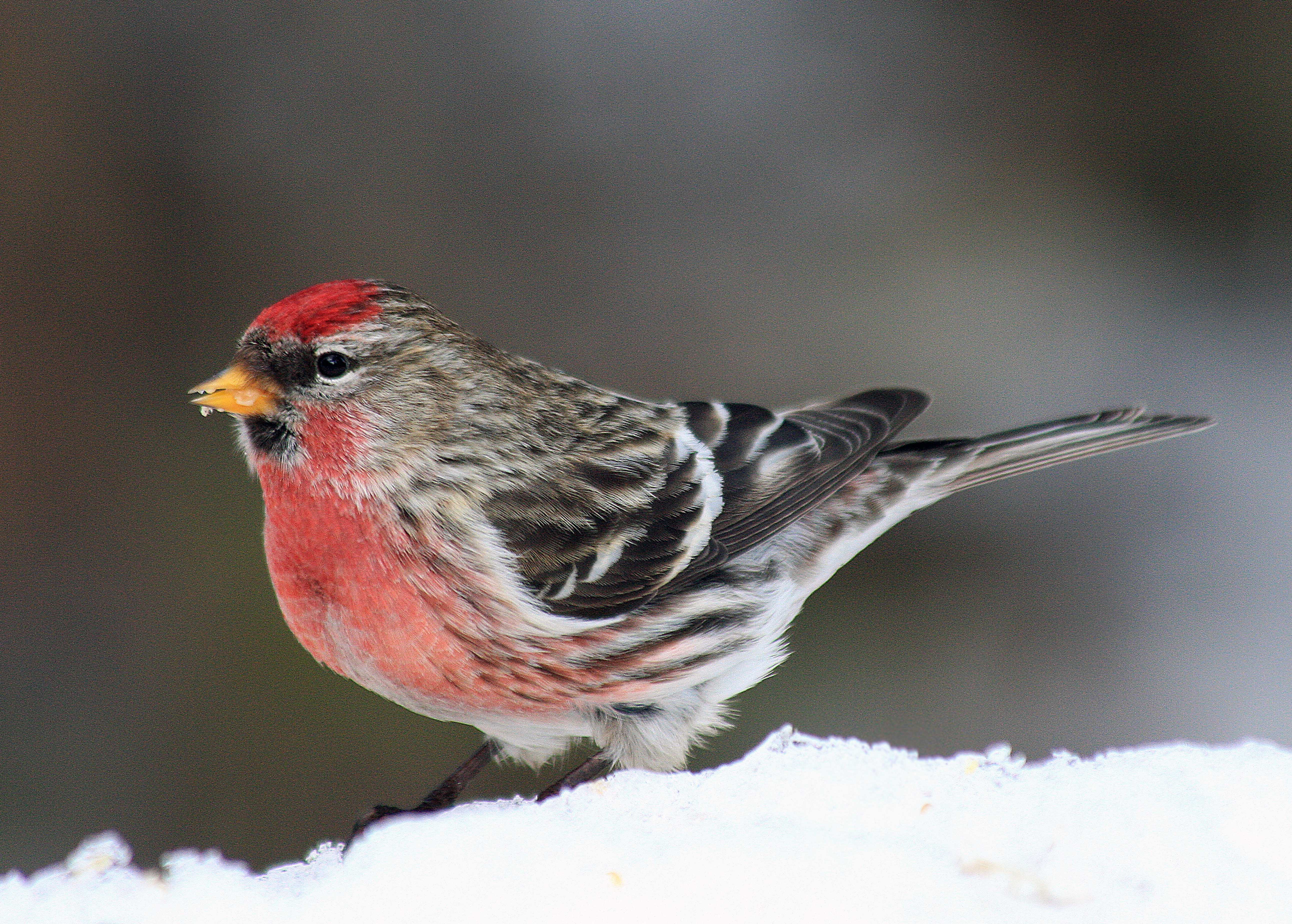 Common_Redpoll_male_Judy_Eberspaecher_Ontario_n609_2011