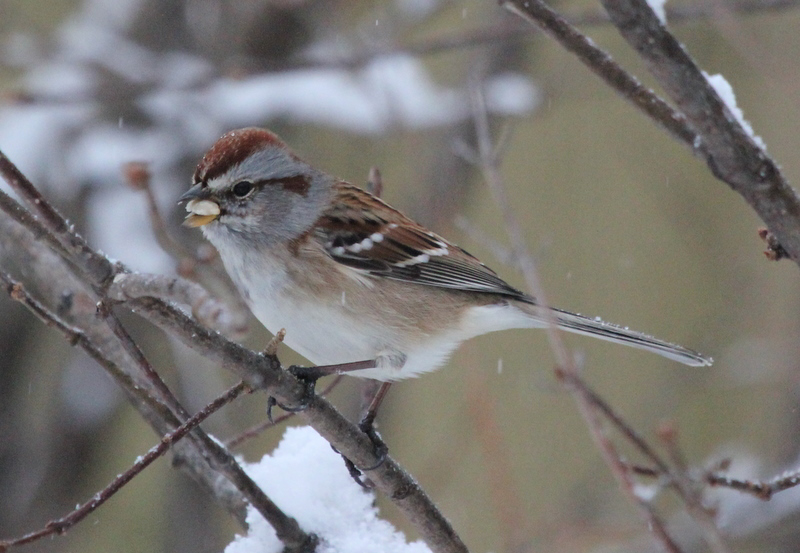 American_Tree_Sparrow2_Alexis_Hayes_Ontario_2012