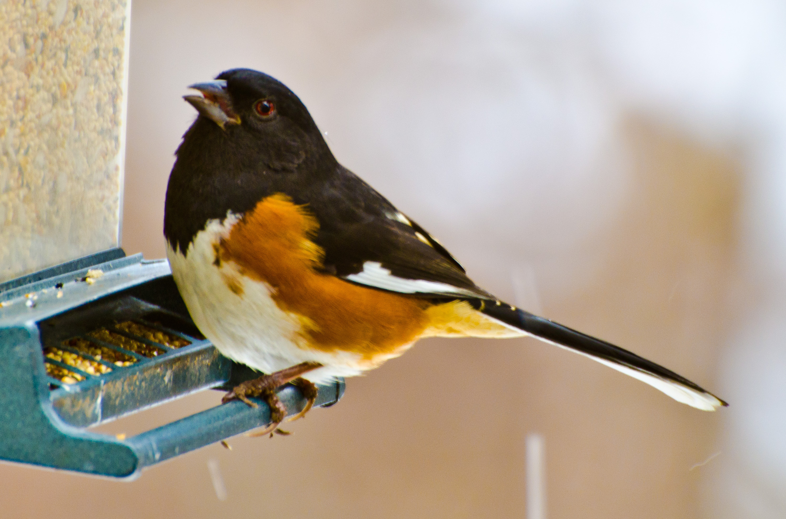 Eastern_Towhee__Matthew_Arabas_NJ_2011-1361-1