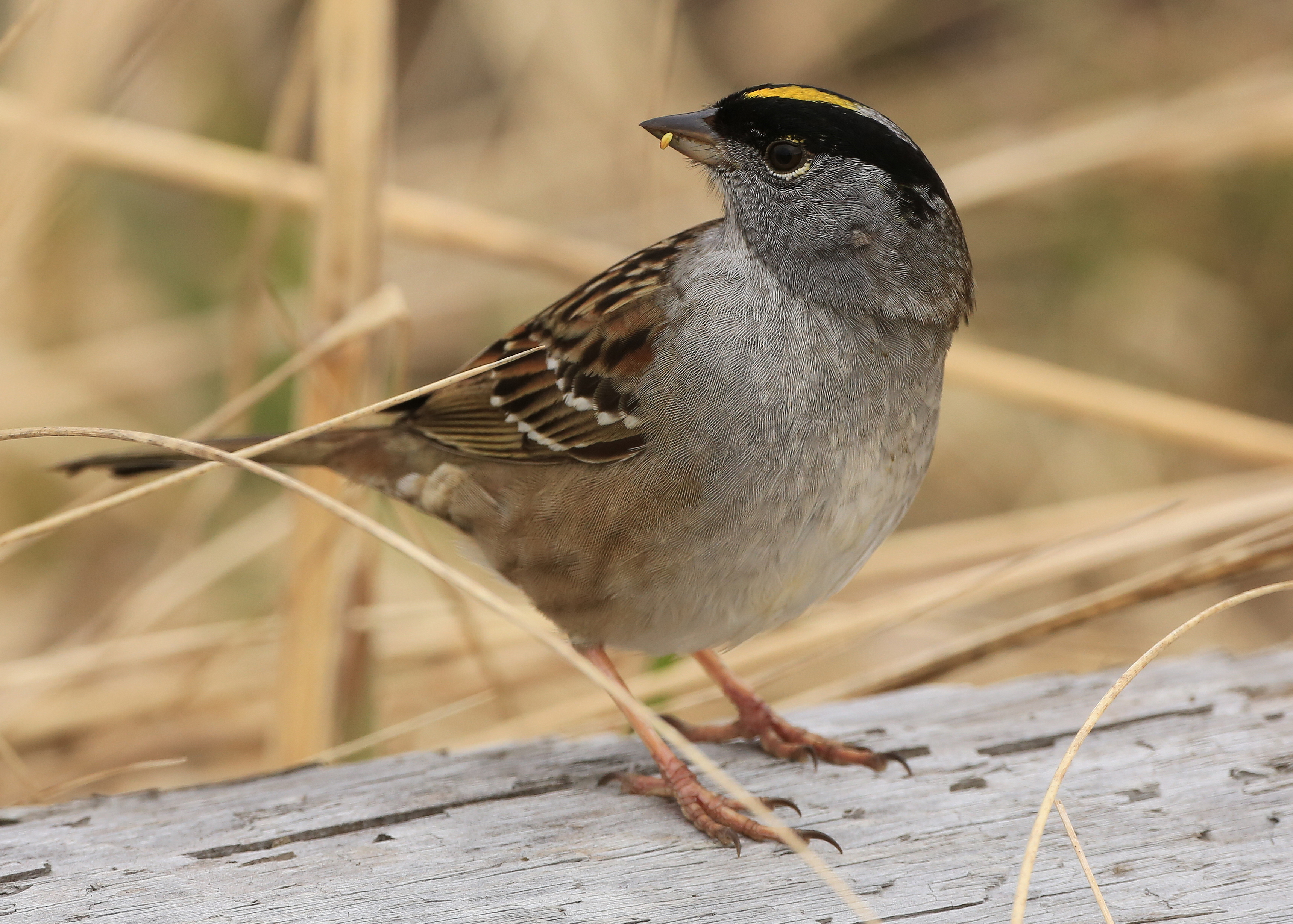 goldencrownedsparrow