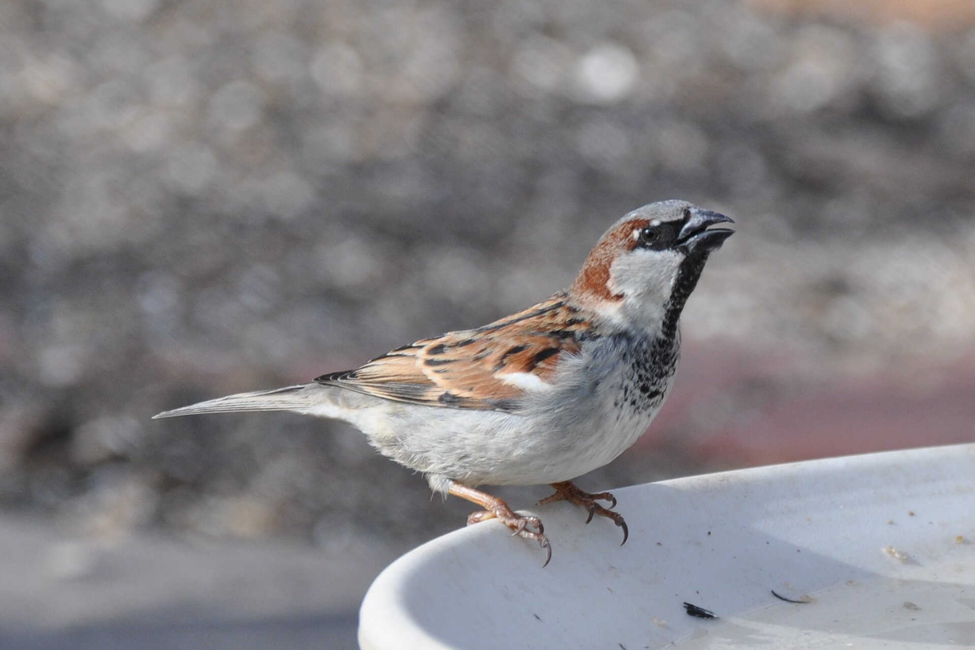 Male_House_Sparrow1_Bette_Parette_MA_2012