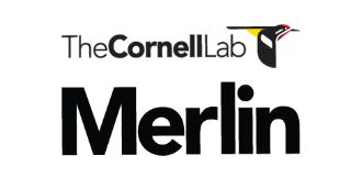 Merlin.CornellLab.lock.jpg
