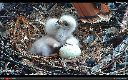 Hawk Cam Babies