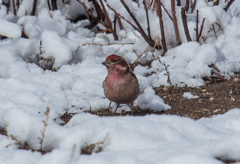 Cassins_Finch