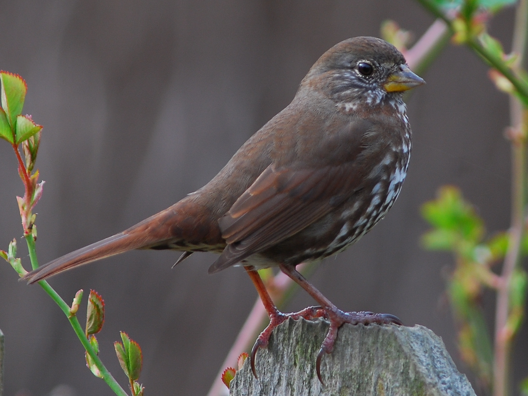 Fox_Sparrow1_Iryna_CA_2012