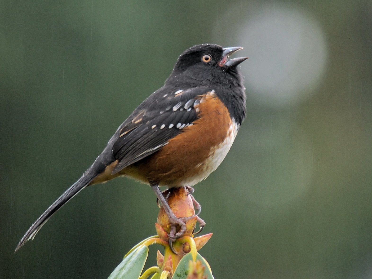 Spotted_Towhee_Singing_In_The_Rain_Burney_Huff_WA_2012